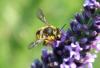 185666 – Photo : Guillaume Delporte – France (62)